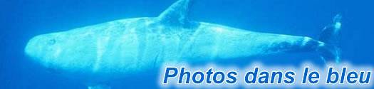 Galerie photos dans le bleu