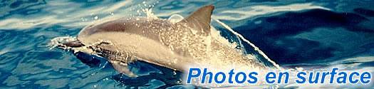 Galerie photos en surface