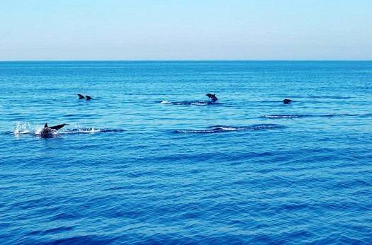 Dauphins