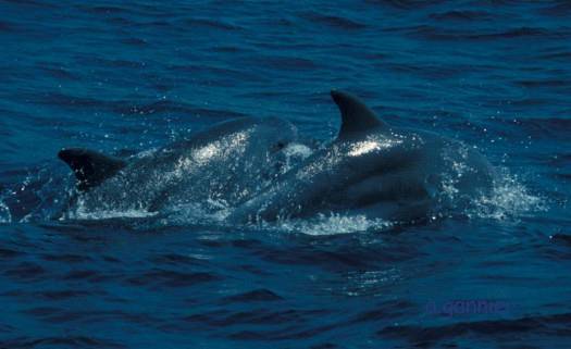 Le grand dauphin (Tursiops truncatus, Montagu 1821)