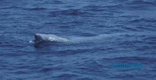 Baleine à bec de Cuvier (Ziphius cavirostris, Cuvier 1823)