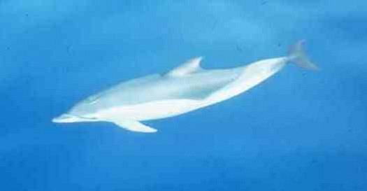 Dauphin commun (Delphinus delphis, Linné 1758)
