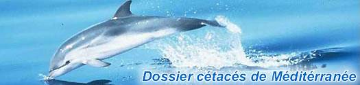 Dossier cétacés en Méditerranée