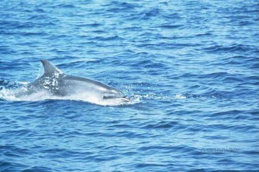 Le grand dauphin (Tursiops truncatus, Montagu 1821)