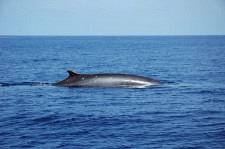Baleine