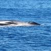 Rorqual commun - B physalus