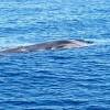 Rorqual commun - Fin whale