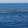 Rorqual commun - Fin whale
