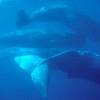 Cachalot - Physeter  macrocephalus - Sperm whale
