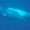 Cachalot - Physeter  macrocephalus - Sperm whale