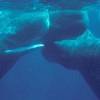 Cachalot - Physeter  macrocephalus - Sperm whale