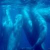 Cachalot - Physeter  macrocephalus - Sperm whale