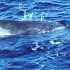 Cachalot - Physeter  macrocephalus - Sperm whale