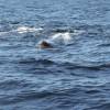 Cachalot - Physeter  macrocephalus - Sperm whale