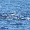 Cachalot - Physeter  macrocephalus - Sperm whale