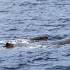 Cachalot - Physeter  macrocephalus - Sperm whale