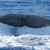 Cachalot - Physeter  macrocephalus - Sperm whale