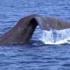 Cachalot - Physeter  macrocephalus - Sperm whale
