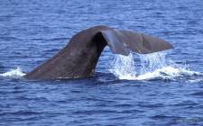 Cachalot.Pm93091_sde