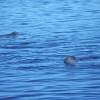 Cachalot - Physeter  macrocephalus - Sperm whale