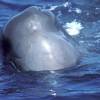 Cachalot - Physeter  macrocephalus - Sperm whale