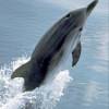 Dauphin bleu et blanc - Stenella  coeruleoalba - Striped dolphin