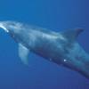 Dauphin à bec etroit - Steno  bredanensis - Rough-toothed dolphin