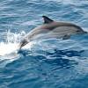 Dauphin commun - Common dolphin