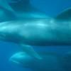 Dauphin d'élèctre - Peponocephala  electra - Melon-headed whale