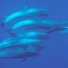 Dauphin d'élèctre - Peponocephala  electra - Melon-headed whale