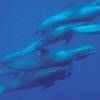 Dauphin d'élèctre - Peponocephala  electra - Melon-headed whale