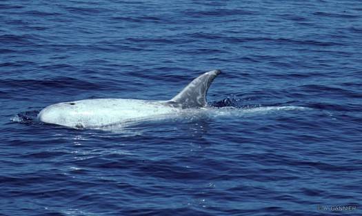 Dauphin de Risso / Risso's dolphin Dauphin de Risso - mer Ligure (1993)