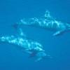 Dauphin à long bec - Stenella  longirostris - Spinner dolphin