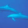 Dauphin à long bec - Stenella  longirostris - Spinner dolphin