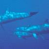 Dauphin à long bec - Stenella  longirostris - Spinner dolphin