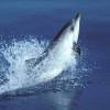 Dauphin bleu et blanc - Stenella  coeruleoalba - Striped dolphin