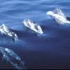 Dauphin bleu et blanc - Stenella  coeruleoalba - Striped dolphin