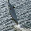 Dauphin bleu et blanc - Stenella  coeruleoalba - Striped dolphin
