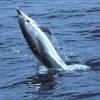 Dauphin bleu et blanc - Stenella  coeruleoalba - Striped dolphin