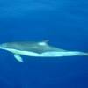 Dauphin Commun - Delphinus  delphis - Common dolphin (short-beaked)