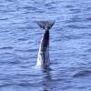 Dauphin de Risso - Grampus  griseus - Risso's dolphin