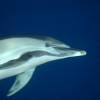 Dauphin commun - Common dolphin