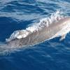 Dauphin de Fraser - Fraser's dolphin