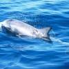 Dauphin de Risso - Grampus  griseus - Risso's dolphin