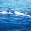 Dauphin de Risso - Grampus  griseus - Risso's dolphin