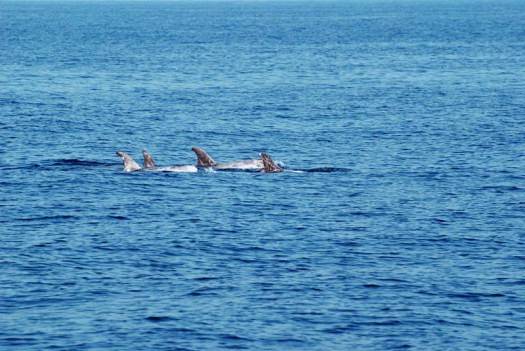 Dauphins Dauphins
