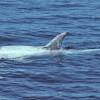 Dauphin de Risso - Grampus  griseus - Risso's dolphin