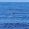 Dauphin de Risso - Grampus  griseus - Risso's dolphin