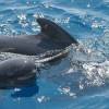 Globicéphale noir - Pilot whale (long-finned)