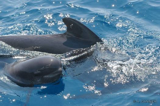 Globicéphale noir - Pilot whale Globicéphale noir - Provence 2005 - Long-finned pilot whale